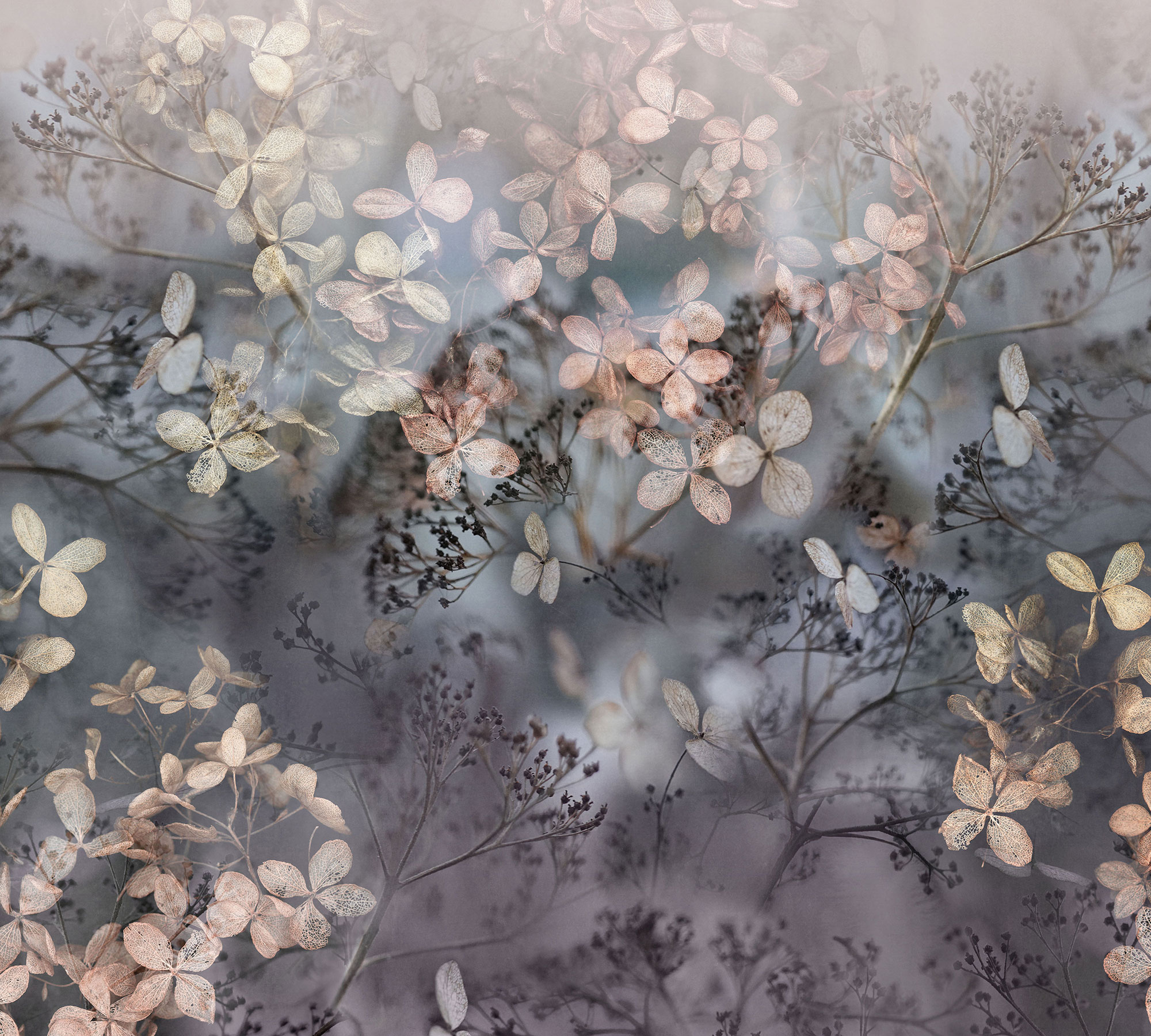 Erismann Fototapete GMK Art Edition Holunderblüten 223615