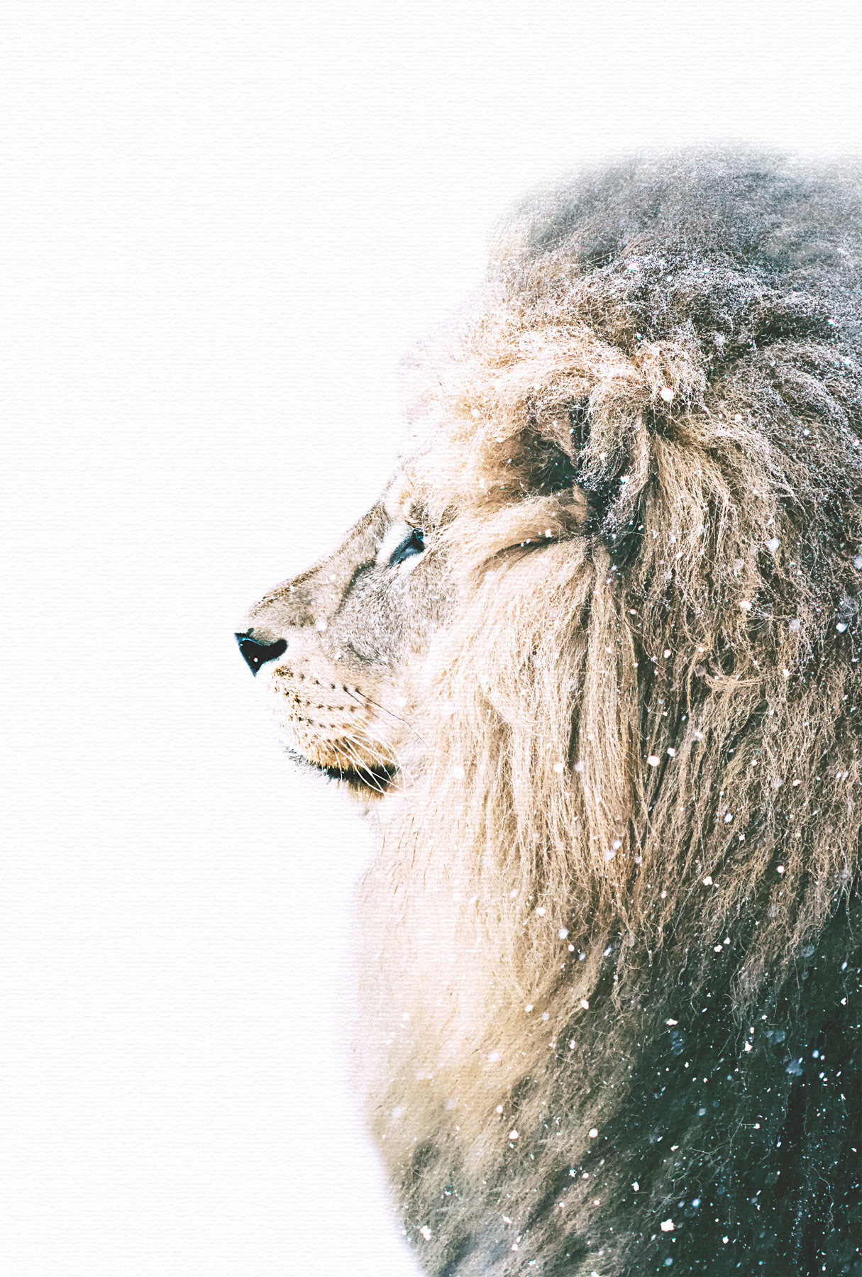 AS Leinwandbild Lion In Snow DD132188