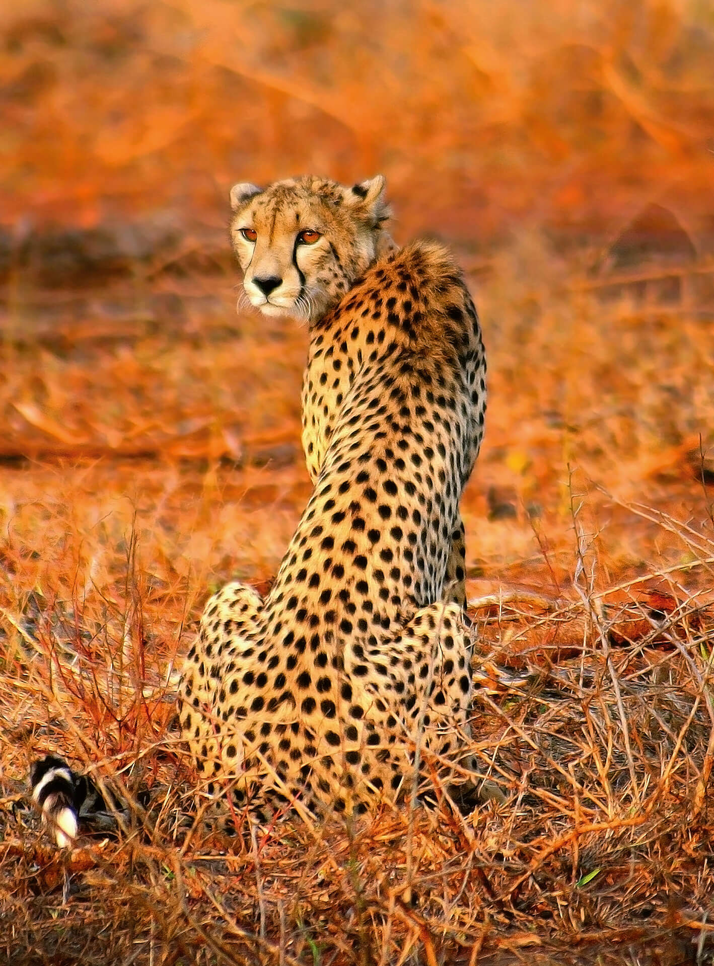 AS Fototapete Designwalls 2.0 Leopard Safari DD119074