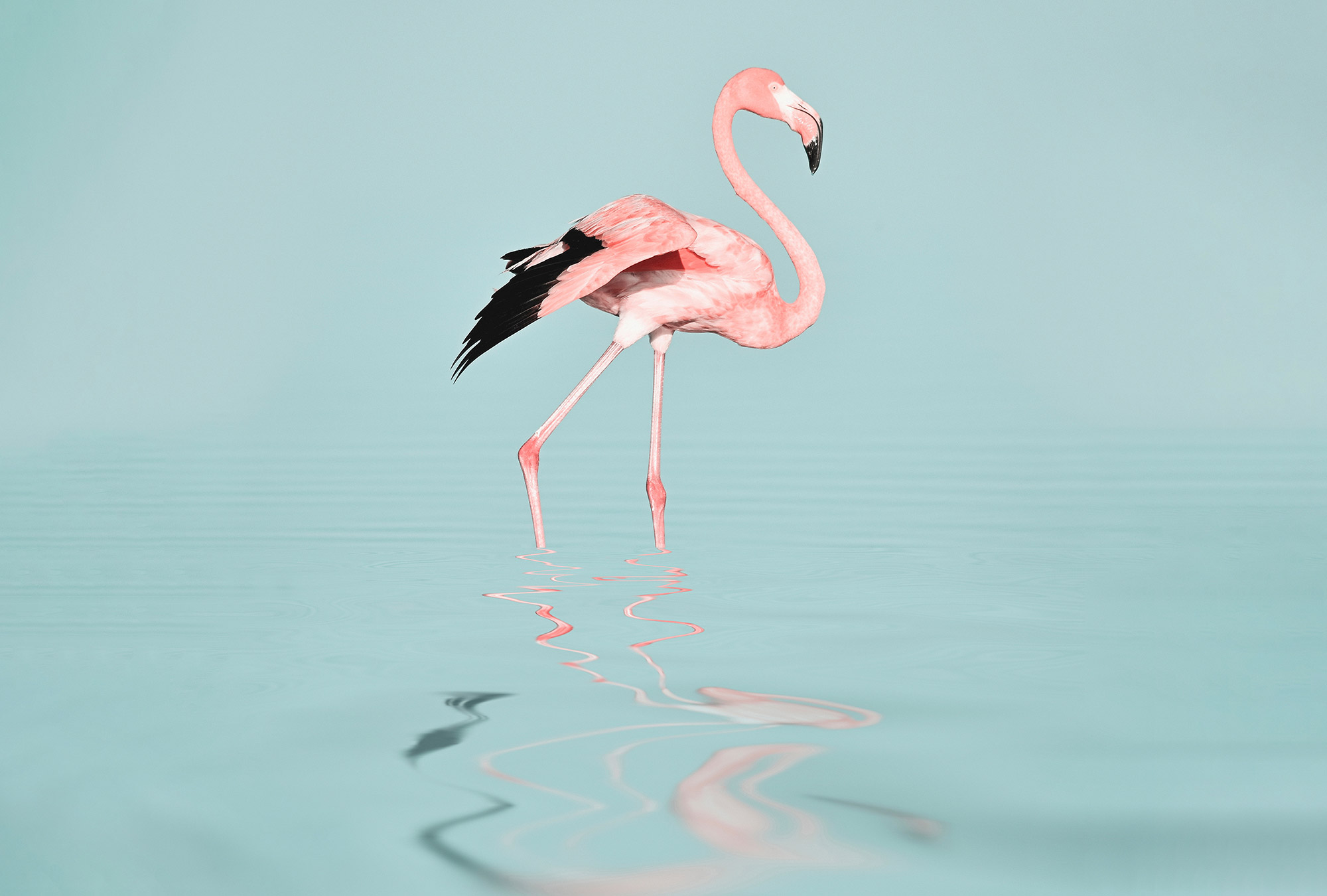 AS Fototapete ARTist Flamingo DD119777 AS Fototapete ARTist Flamingo DD119777