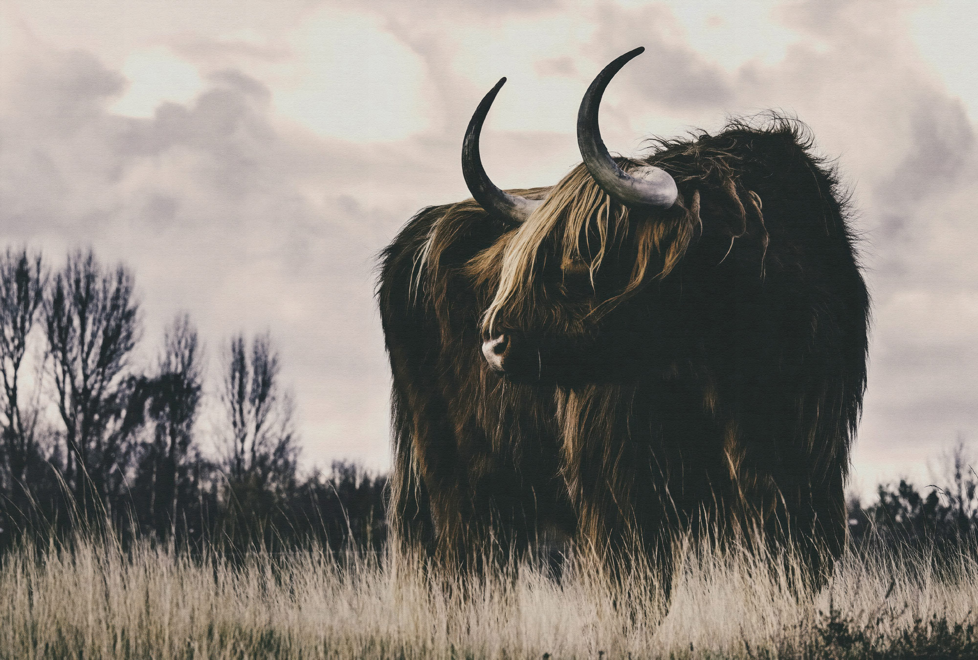 AS Fototapete Walls by Patel 5 Wildtier Braun DD134111