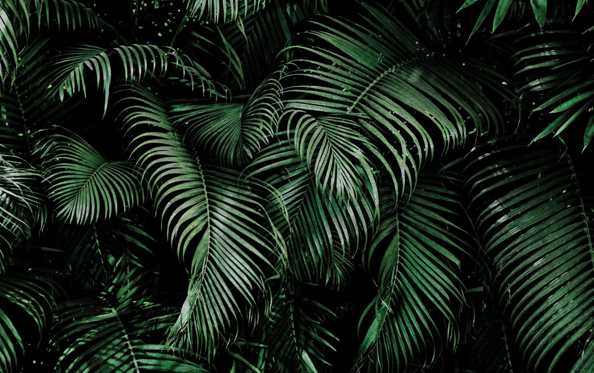 Rasch Fototapete Magic Walls Dschungel 363067 Rasch Fototapete Magic Walls Dschungel 363067