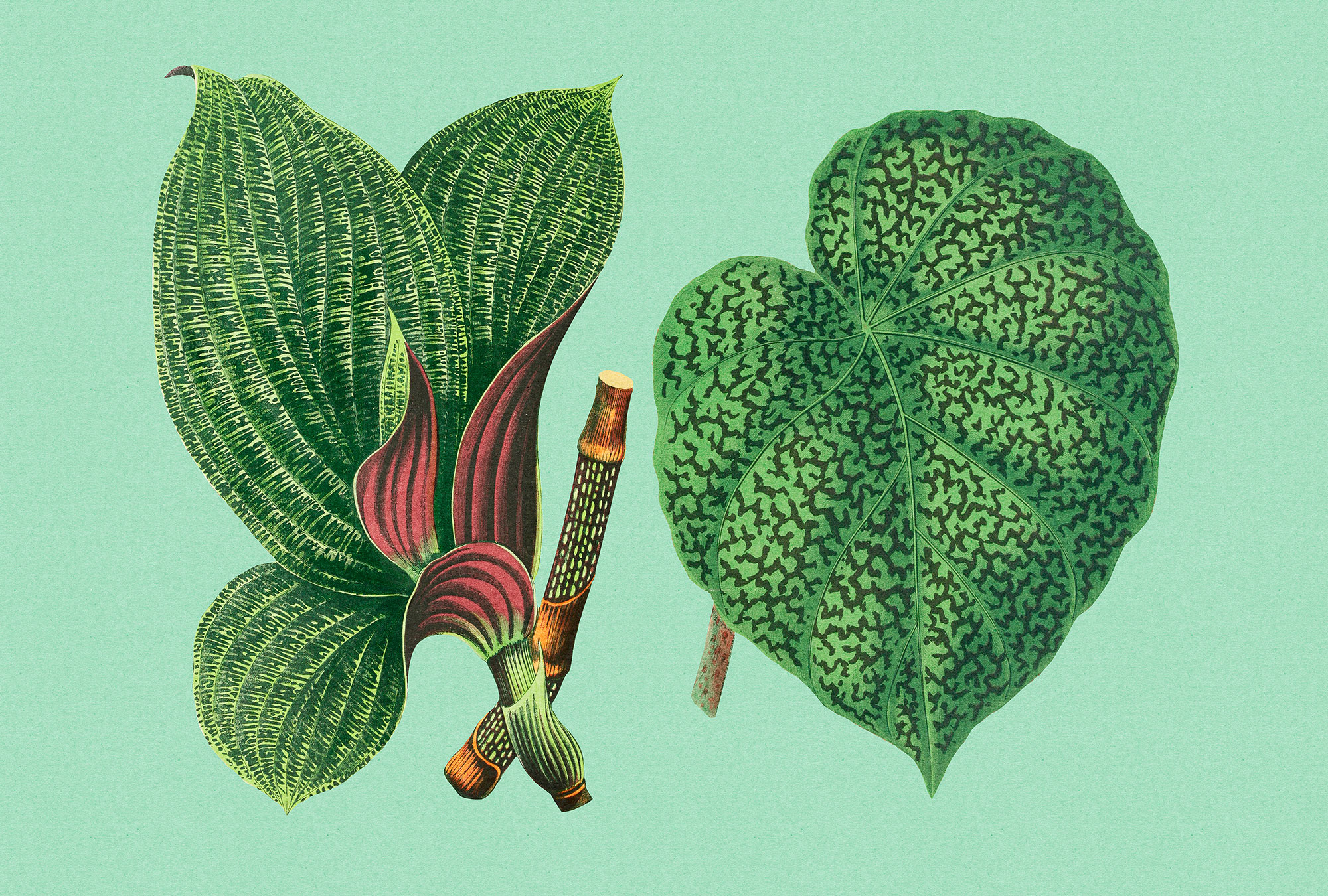 AS Fototapete Walls by Patel 3 Palmen DD121952