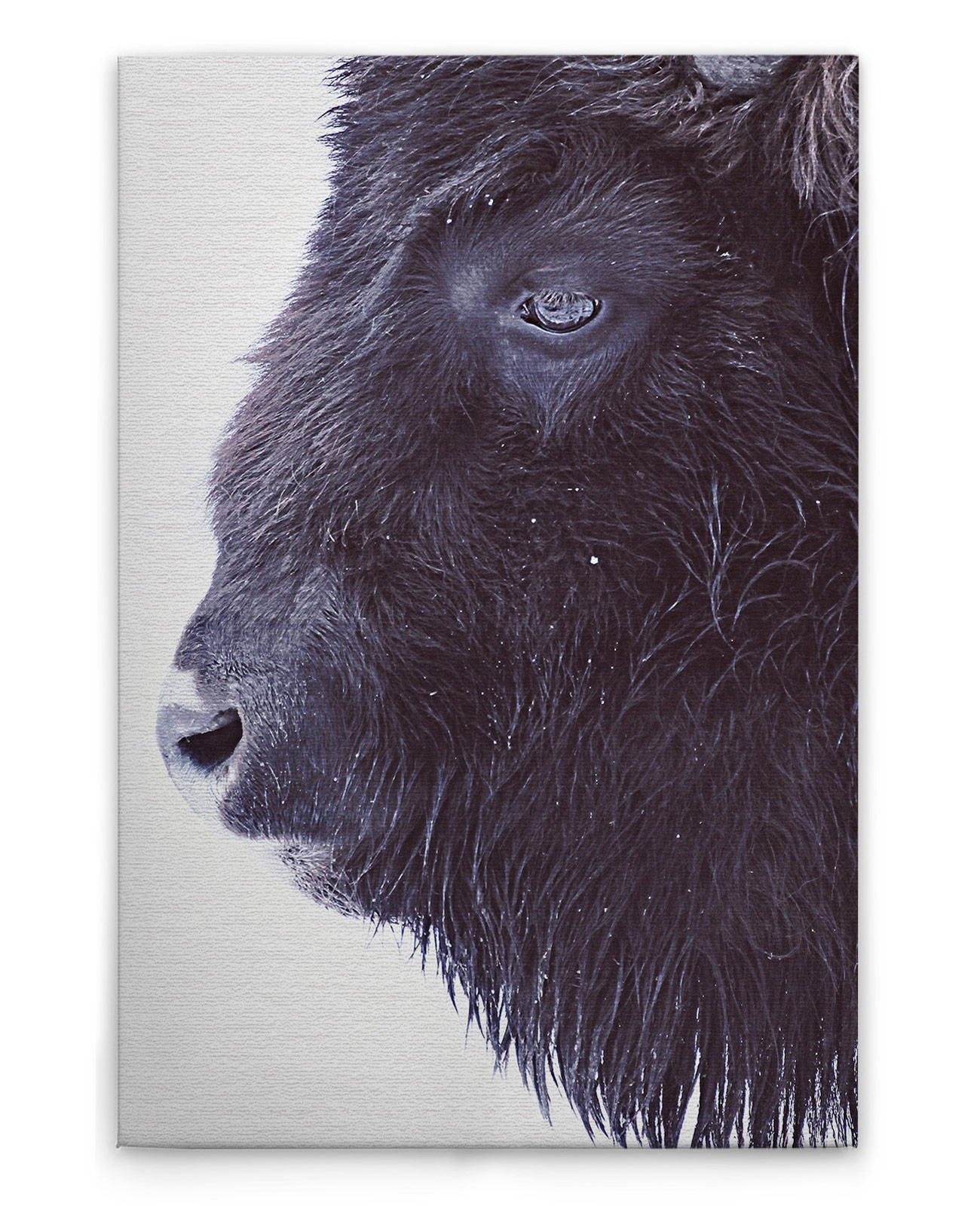 AS Leinwandbild Black Buffalo DD132178