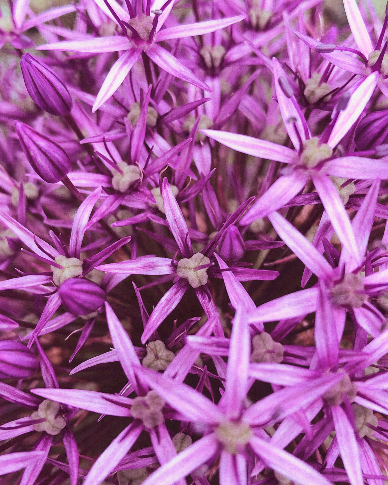 Rasch Fototapete Magic Walls Blumen 364125