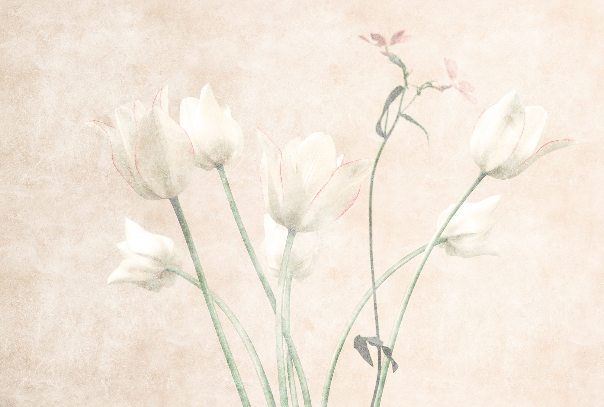 AS Fototapete Walls by Patel 3 Blumen DD122396 AS Fototapete Walls by Patel 3 Blumen DD122396