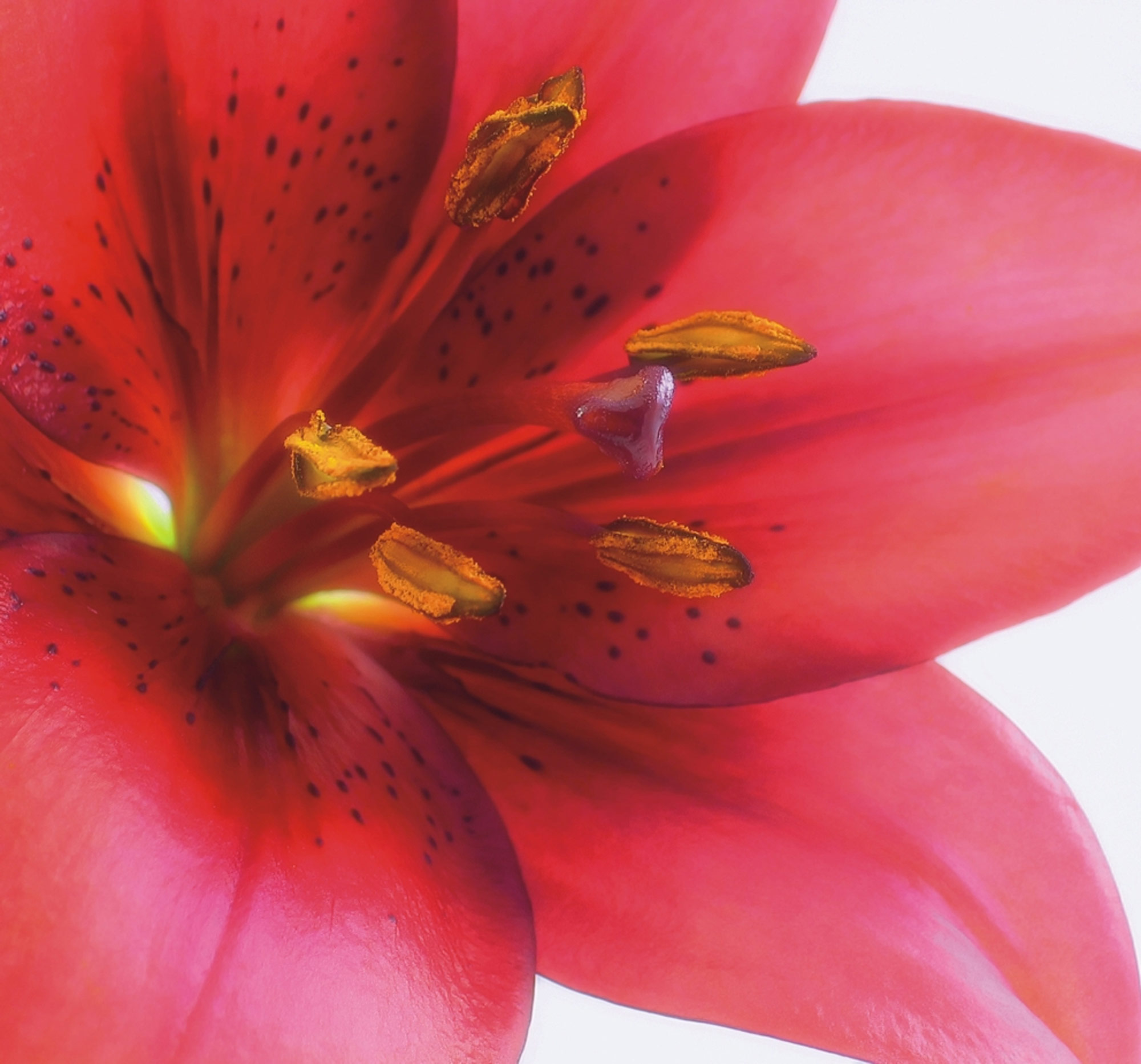 Rasch Fototapete Magic Walls Blume 890051