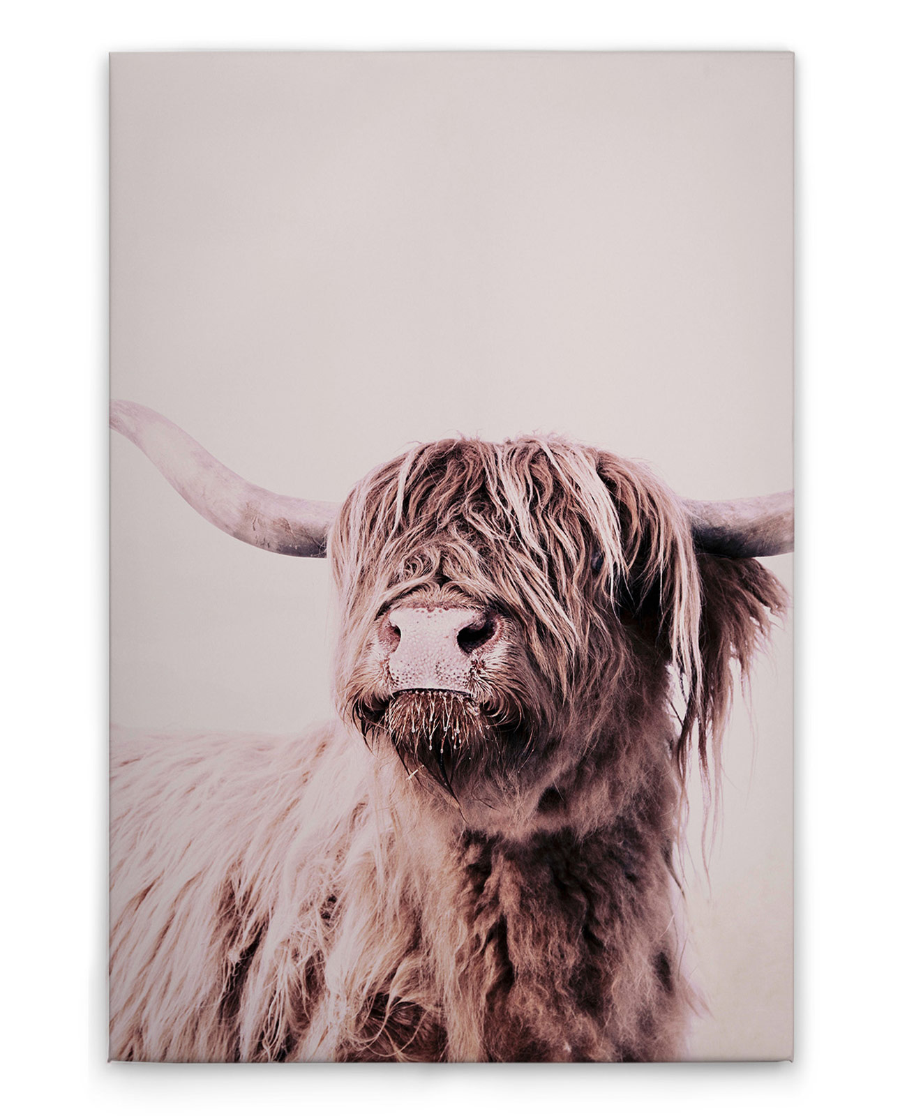 AS Leinwandbild Highland Cattle 1 DD131859