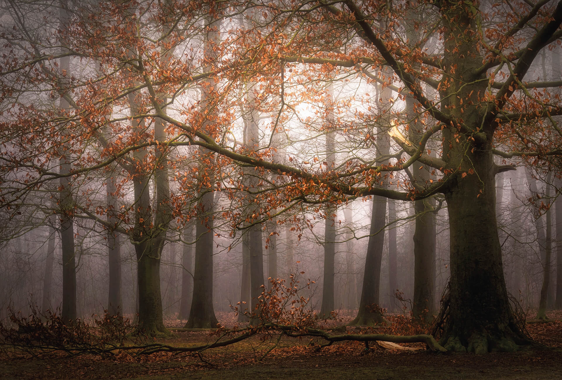 AS Fototapete Designwalls 2.0 Foggy Autumn Forest DD119030