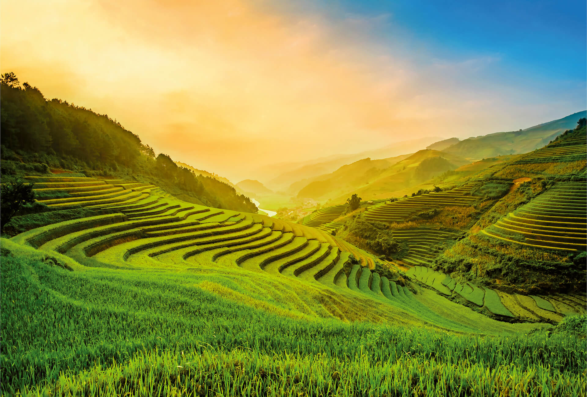 AS Fototapete Designwalls 2.0 Terraced Rice Field In Vietnam