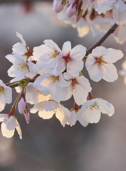AS Fototapete Cherry Blossoms Designwalls 2 DD119174