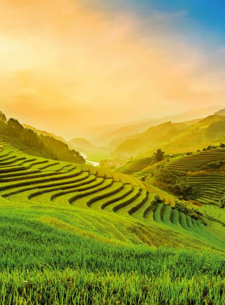 AS Fototapete Terraced Rice Field In Vietnam Designwalls 2 D