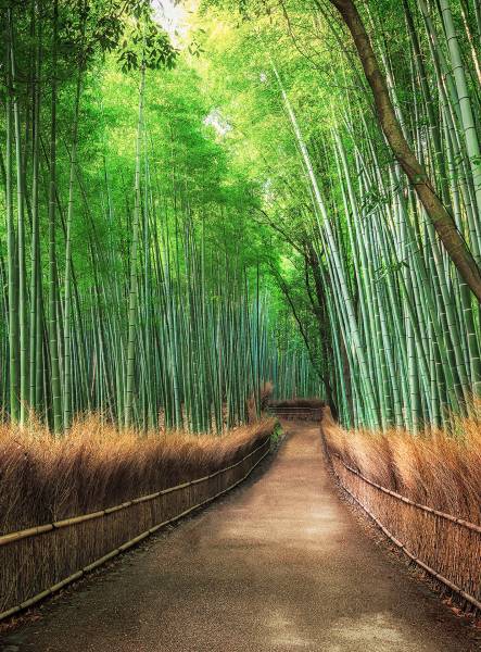 AS Fototapete Bamboo Grove Kyoto Designwalls 2 DD119149