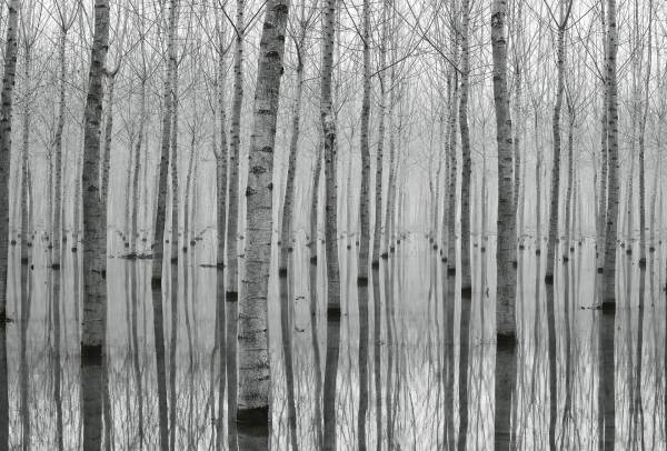 AS Fototapete Birch Forest in the Water Designwalls 2 DD1189