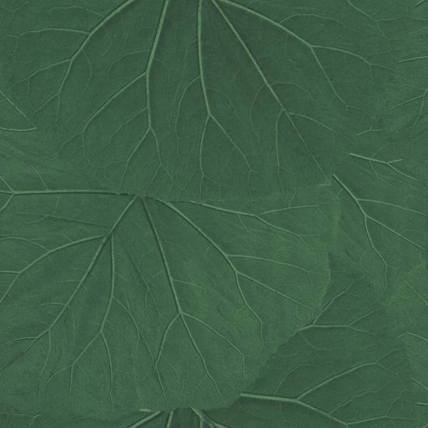 Rasch Textil Vlies-Tapete - Jungle Fever 138996 / 13899-6