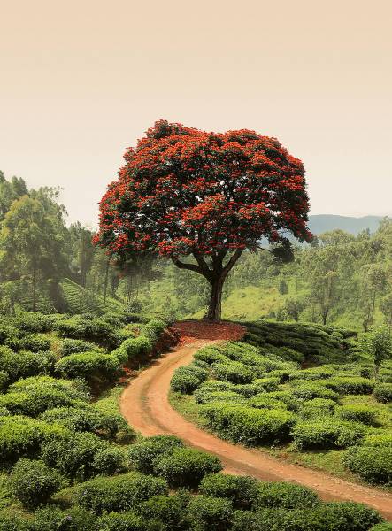 AS Fototapete Red Tree And Hills In Sri Lanka Designwalls 2