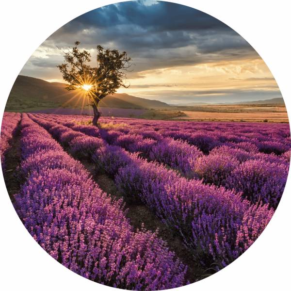 AS Fototapete Lavender in the Provence Designwalls 2 DD11919