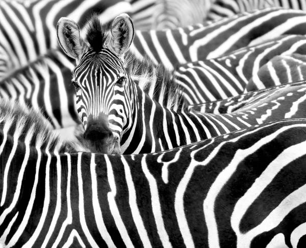Rasch Wandbild Fototapete African Queen 3 Zebra 363609